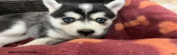 Pomsky dogs for sale: Pluto - Ad 3