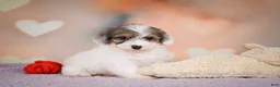 Maltipoo dogs for sale: Dusty - Ad 9