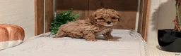 Cockapoo dogs for sale: Emmy - Ad 2