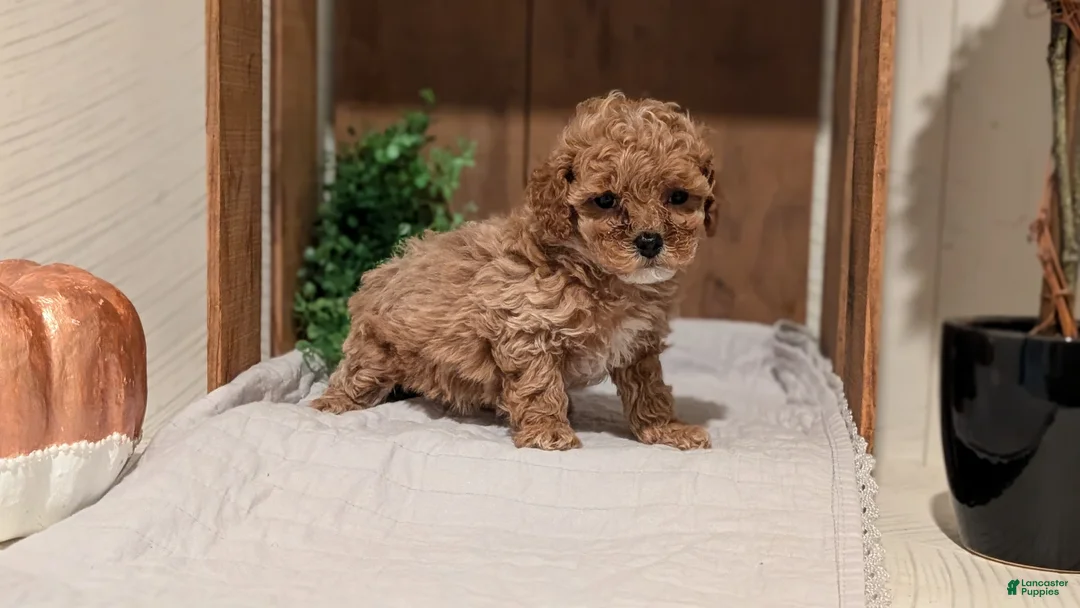 Cockapoo dogs for sale: Emmy - Ad 2