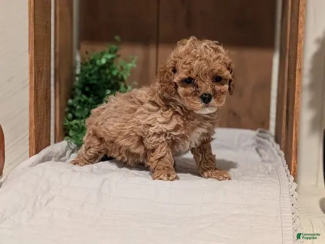 Cockapoo dogs Emmy - Ad 2