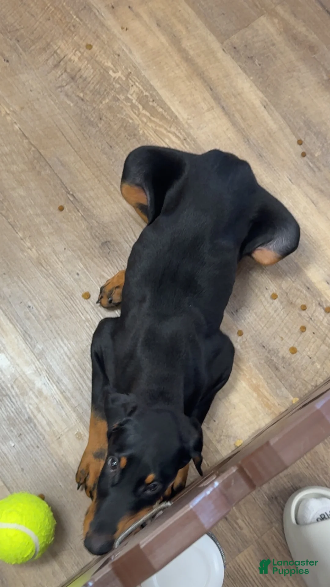 Doberman Pinscher dogs for sale: Deuce - Ad 3