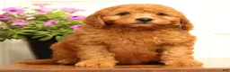 Mini Goldendoodle dogs for sale: Fido - Ad 2
