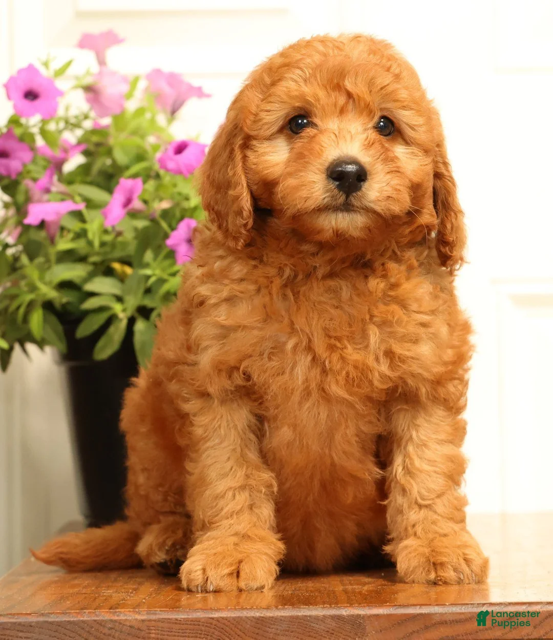Mini Goldendoodle dogs for sale: Fido - Ad 2