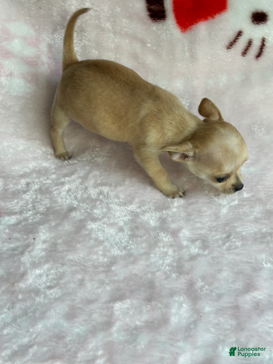 Chihuahua dogs for sale: Brandy  - Ad 32