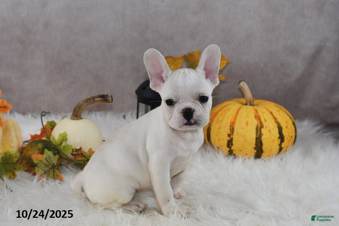 French Bulldog dogs for sale: Wrenlee - Ad 7