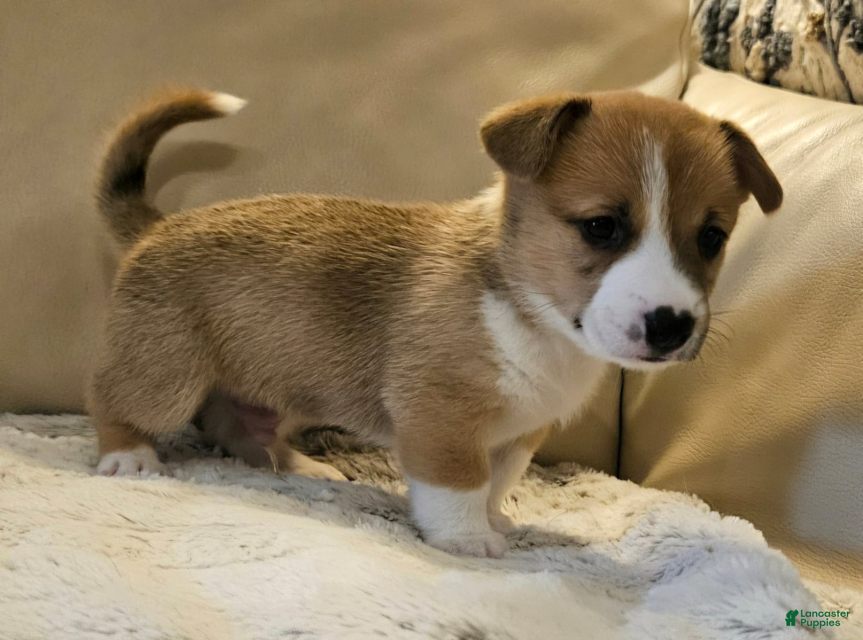 Mixed Breed dogs Apollo - Ad 2