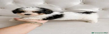 Apollo- Mini Bernedoodle 
