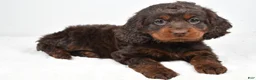 Cockapoo dogs for sale: Faith - Ad 7