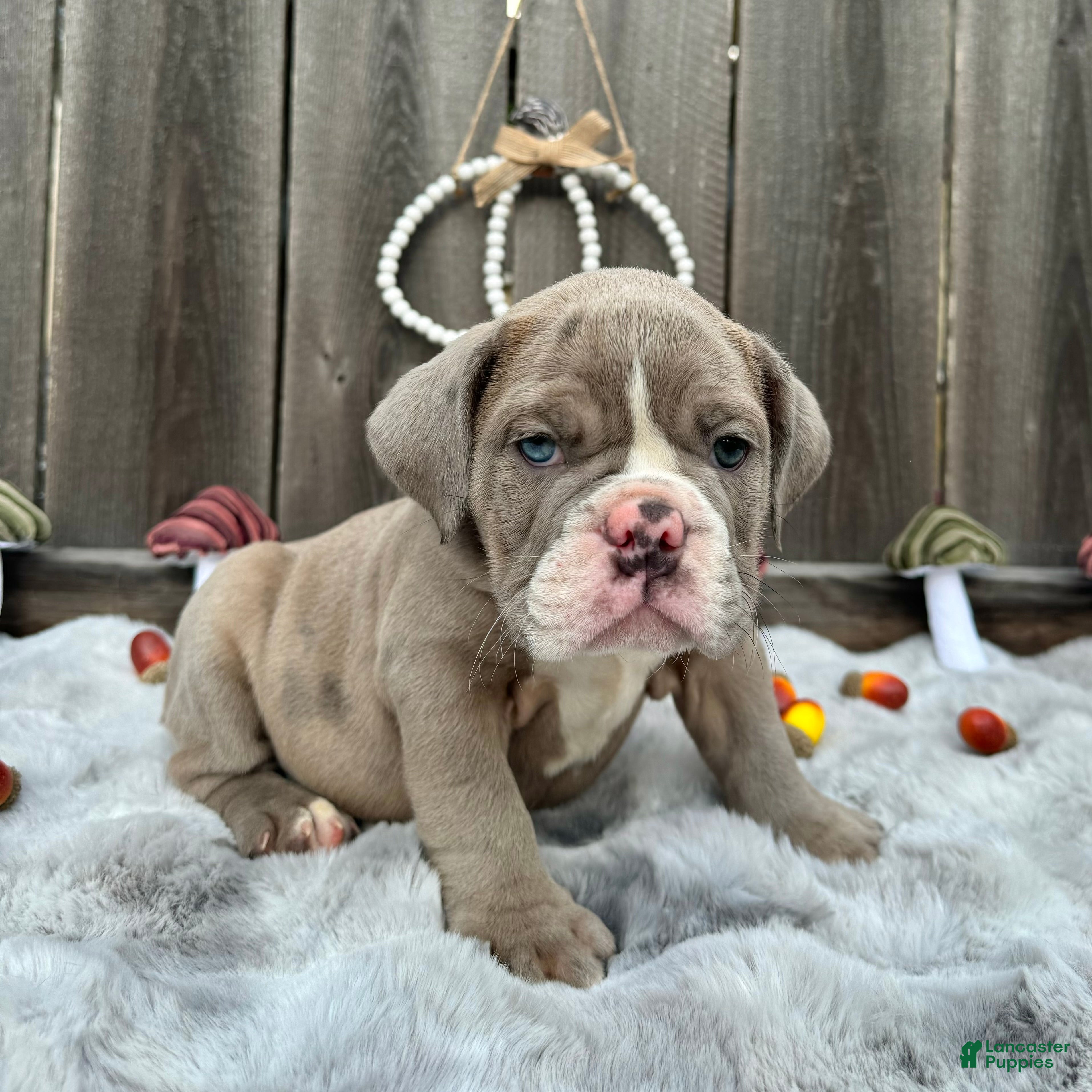 English Bulldog dogs Maraika - Ad 1