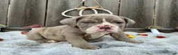 English Bulldog dogs for sale: Maraika - Ad 1