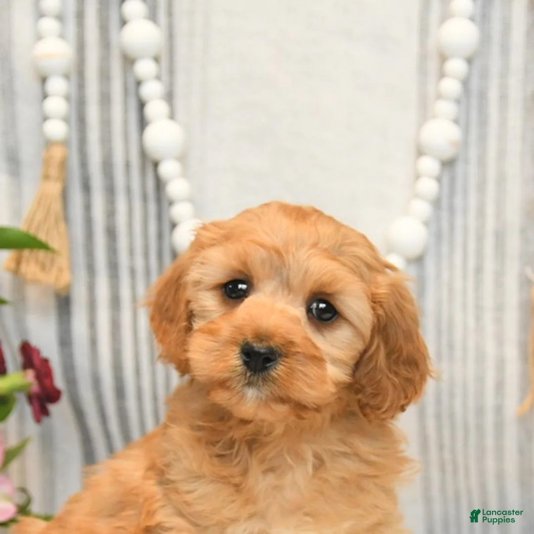 Cavapoo dogs for sale: Handsome - Ad 5