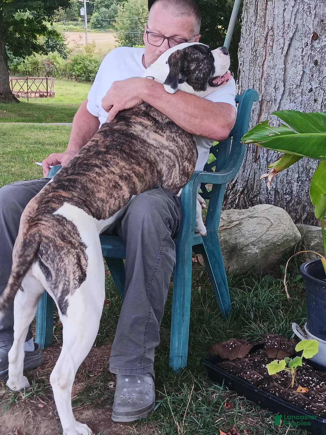 American Bulldog dogs for sale: American Bulldog Puppy 1 - Ad 5