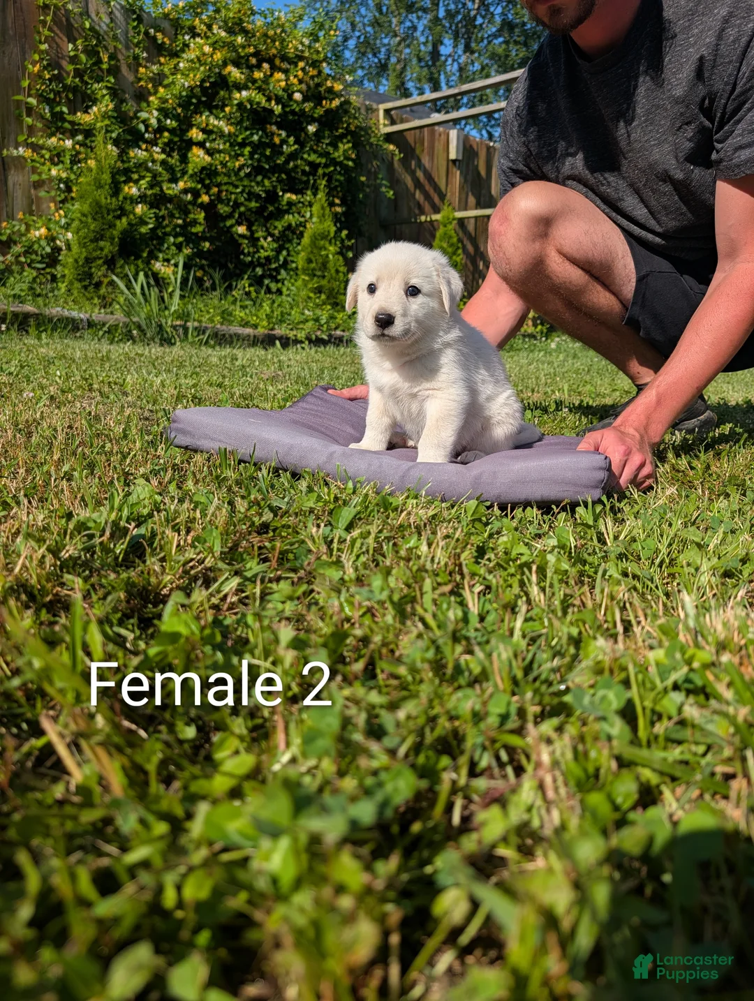 Mixed Breed dogs for sale: American Pyre 6 - Ad 1