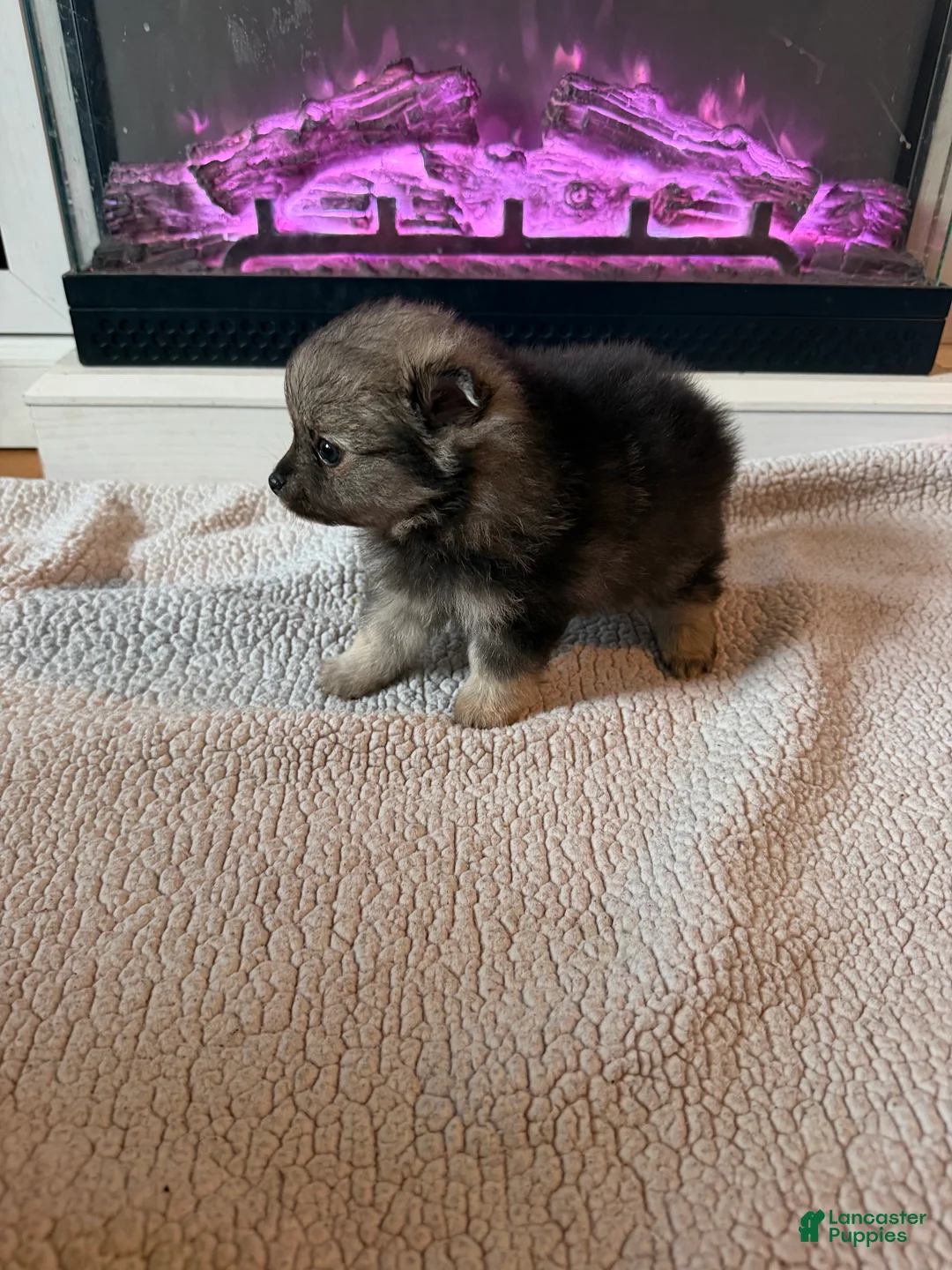 Pomeranian dogs for sale: Griselda - Ad 1