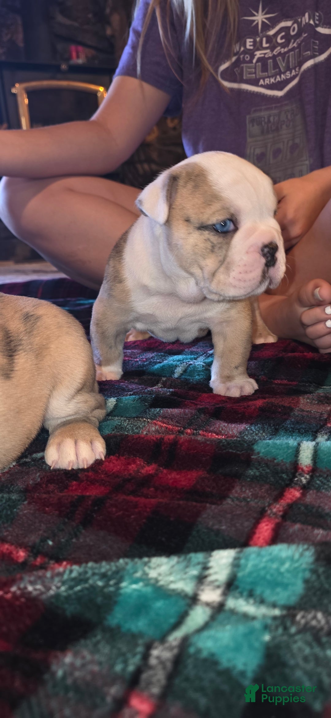 Mixed Breed dogs for sale: OLDE ENGLISH BULLDOG  - Ad 7