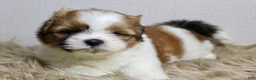 Shih Tzu dogs for sale: Cupcake - Ad 1