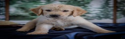 Golden Retriever dogs for sale: Blue - Ad 2