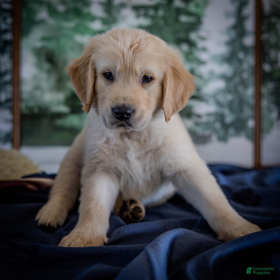 Golden Retriever dogs for sale: Blue - Ad 2
