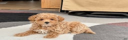 Maltipoo dogs for sale: Maltipoo male 2 - Ad 4