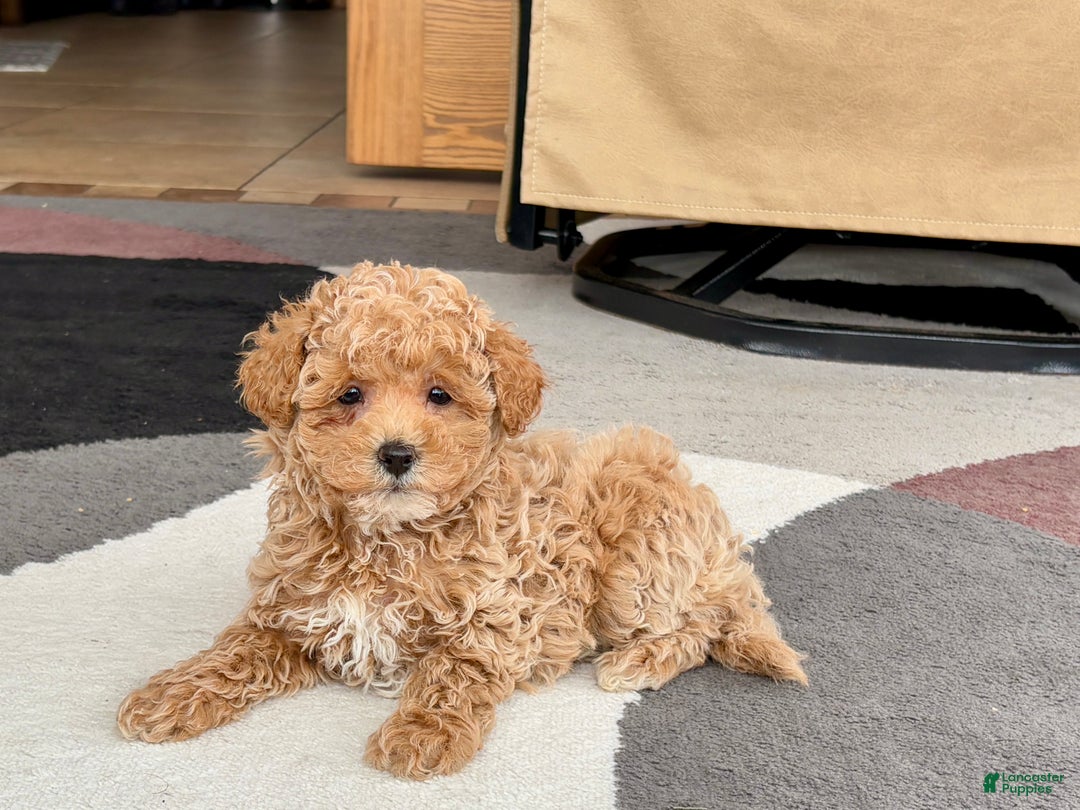 Maltipoo dogs for sale: Maltipoo male 2 - Ad 4