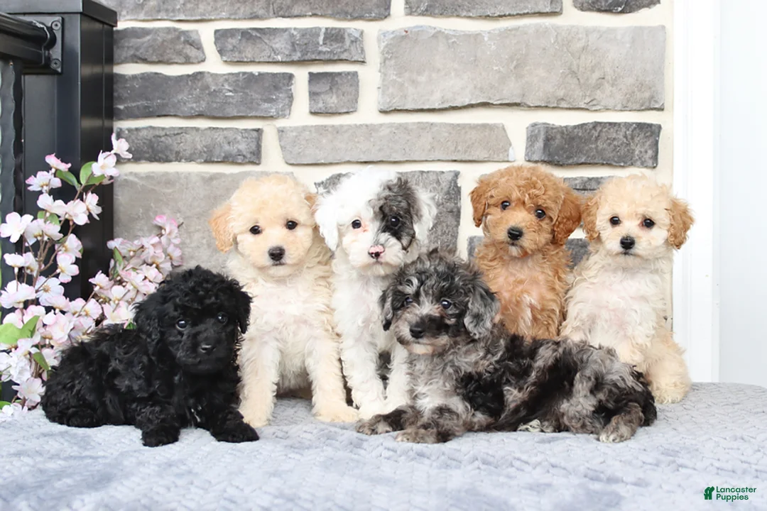 Miniature Poodle dogs for sale: Emmy - Ad 2