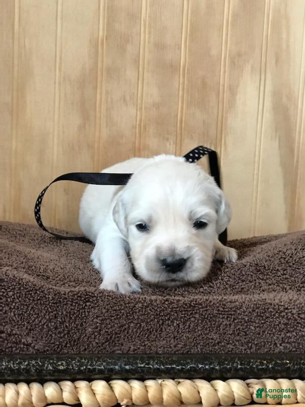 Golden Retriever dogs Miss Black  - Ad 2