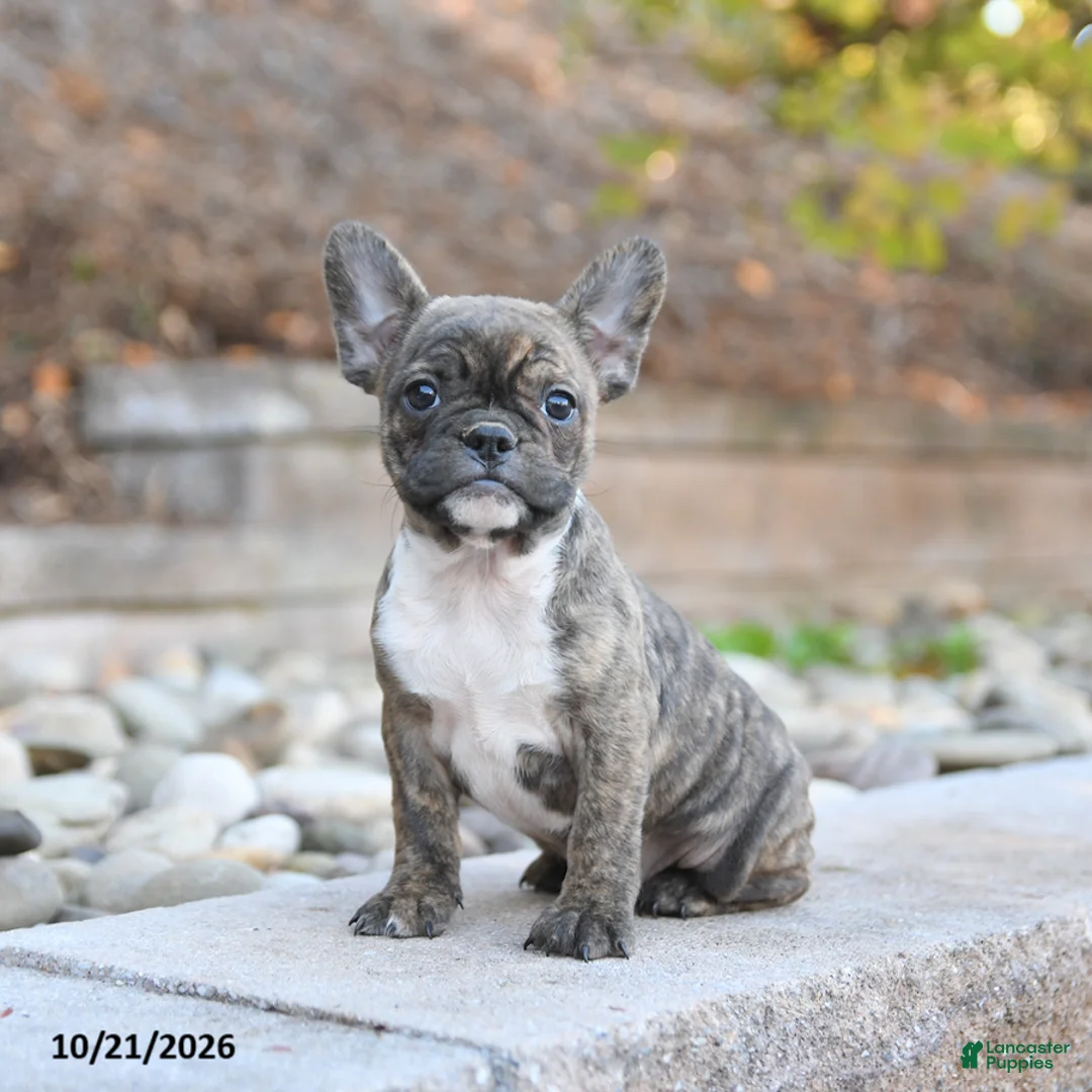 Frenchton dogs for sale: Julie  - Ad 1