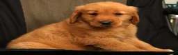 Golden Retriever dogs for sale: Grant - Ad 7