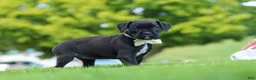 Boxer dogs for sale: Lainey - Ad 6