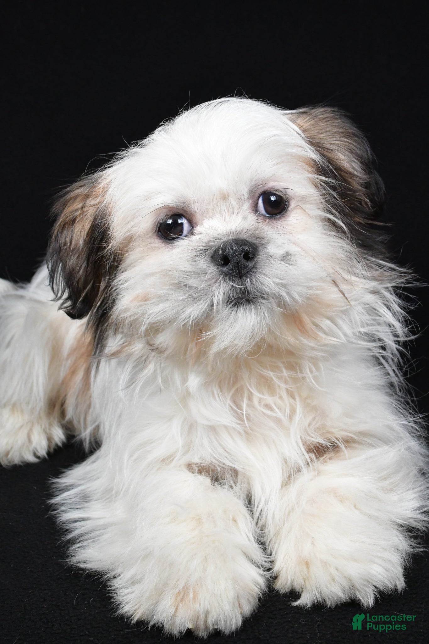 Shih Tzu dogs Skipper - Ad 2