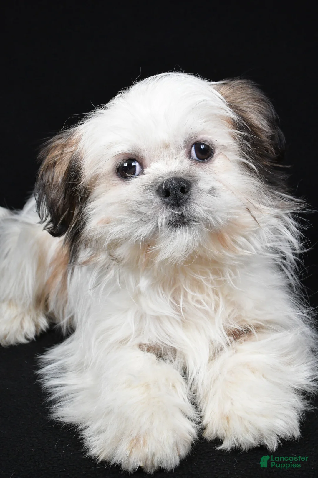 Shih Tzu dogs for sale: Skipper - Ad 2
