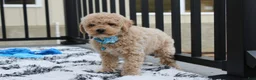 Bichpoo dogs for sale: Travis - Ad 3