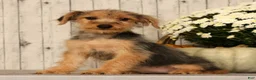 Yorkiepoo dogs for sale: Melody - Ad 3
