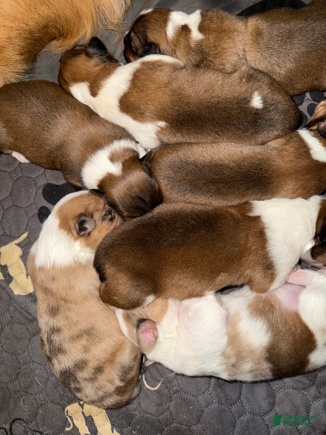 Welsh Corgi Pembroke dogs for sale: Welsh Corgi Pembroke Puppy 3 - Ad 4