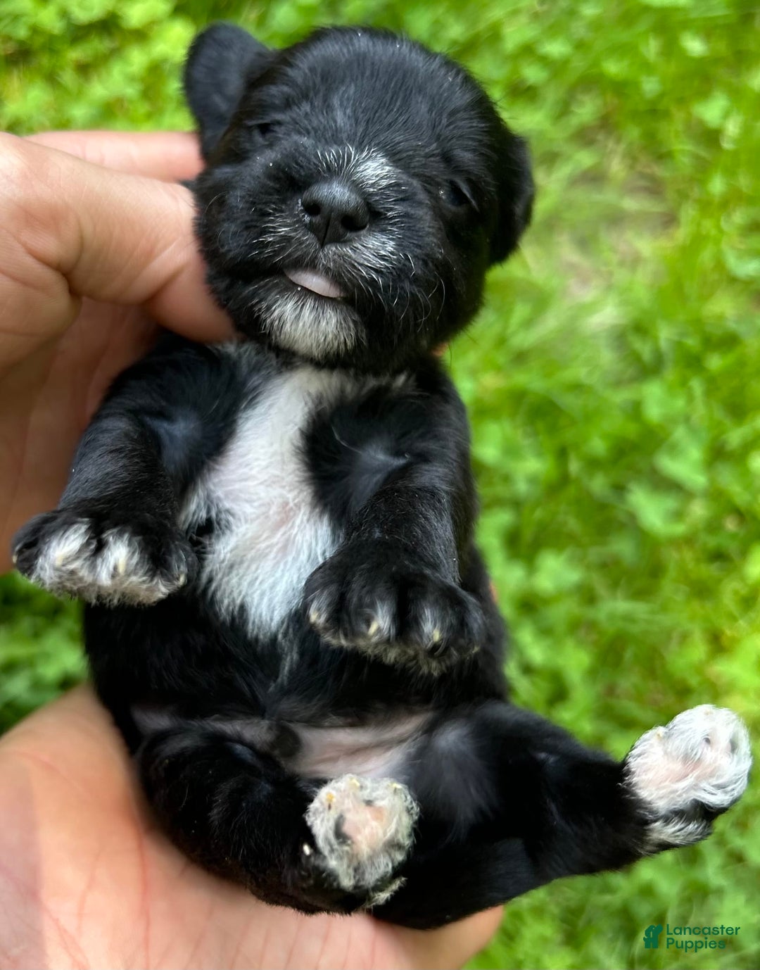 Miniature Schnauzer dogs for sale: Cory - Ad 8