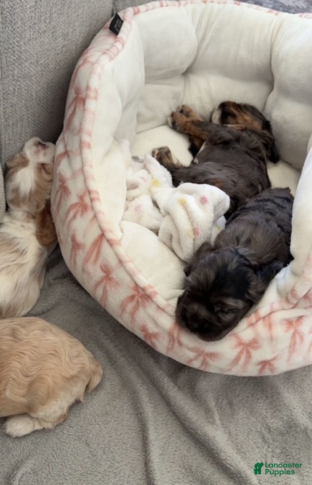 Cocker Spaniel dogs for sale: Maggie - Ad 7