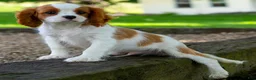 Cavalier King Charles Spaniel dogs for sale: Spencer - Ad 3