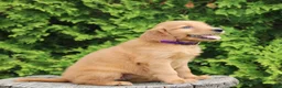 Mixed Breed dogs for sale: Wava - Ad 3