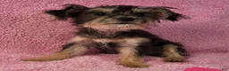 Yorkiepoo dogs for sale: Diamond Dream - Ad 5