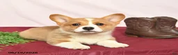 Welsh Corgi Pembroke dogs for sale: T Bone - Ad 4