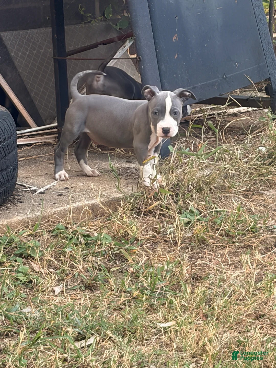 American Bully dogs for sale: C2 - Ad 2