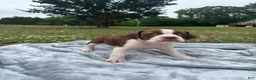 Mixed Breed dogs for sale: Pearl - Ad 2