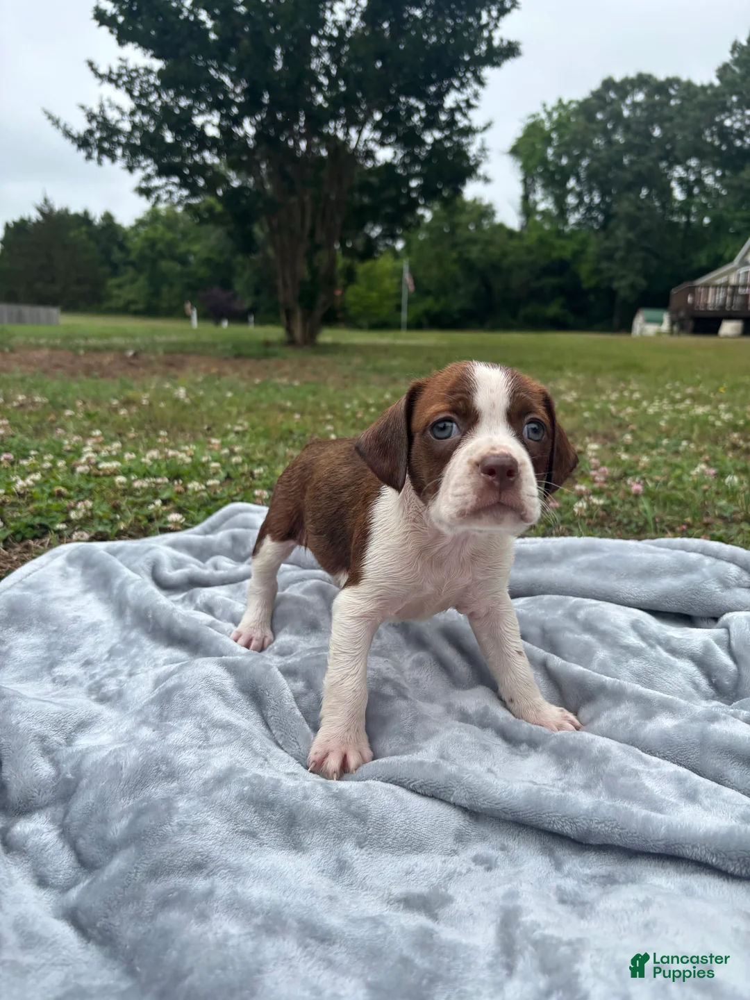 Mixed Breed dogs for sale: Pearl - Ad 2