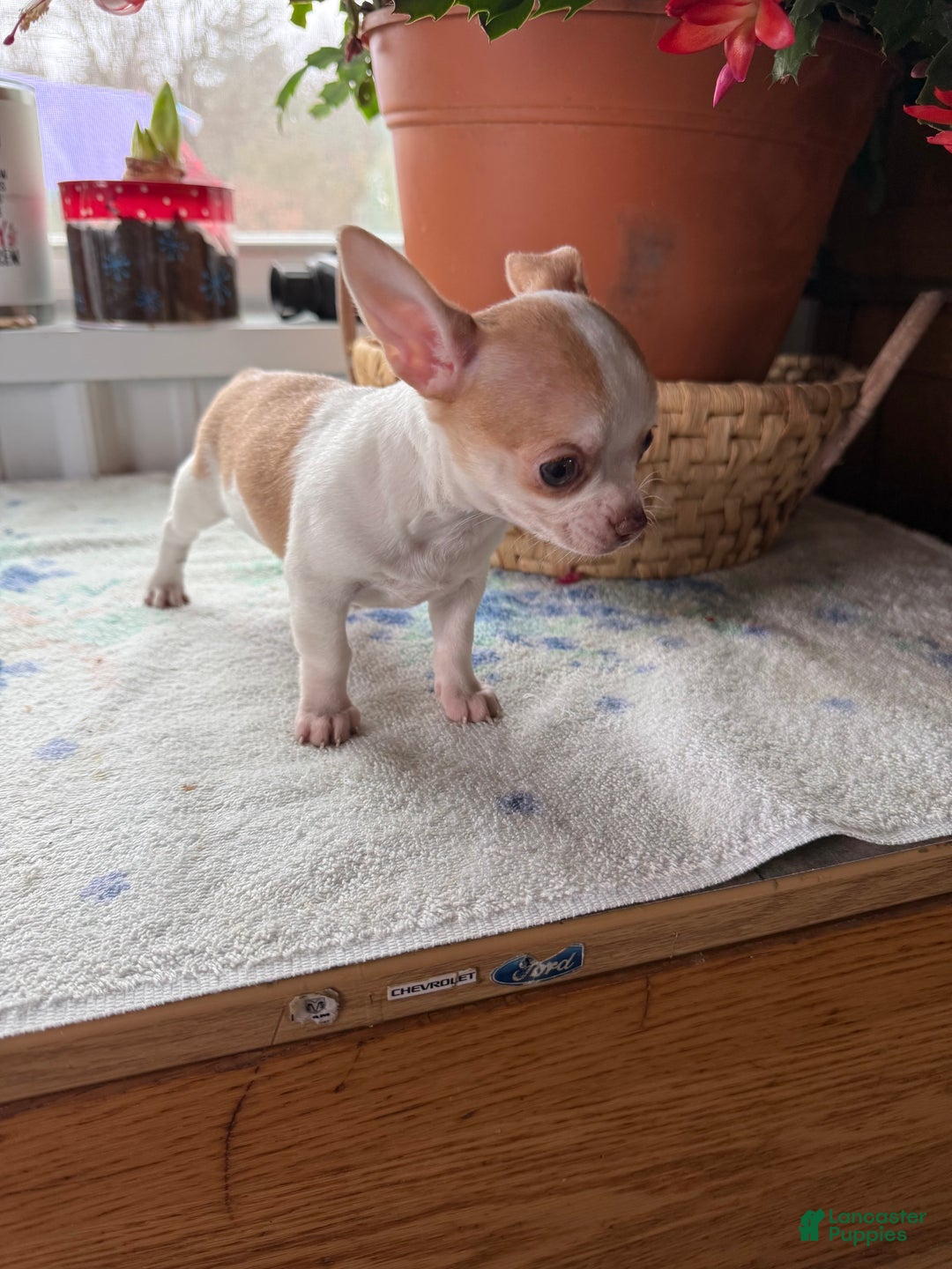 Chihuahua dogs for sale: Tater tot - Ad 1