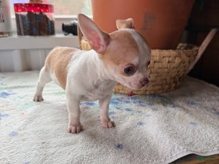 Chihuahua dogs Tater tot - Ad 41