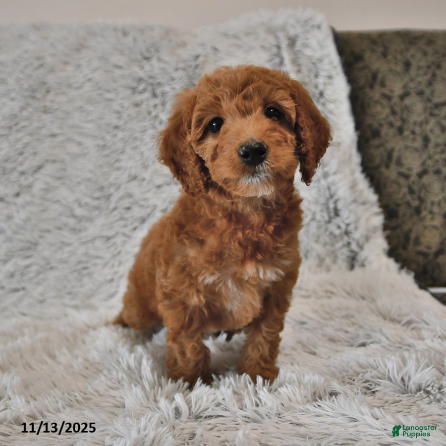 Mini Goldendoodle dogs Curly - Ad 41