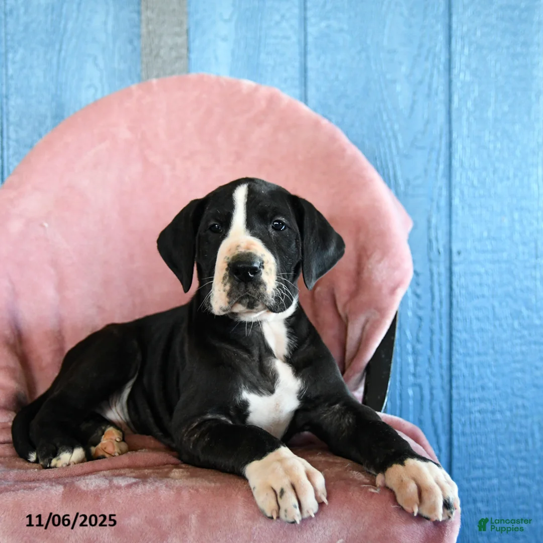 Great Dane dogs for sale: Houdini - Ad 3