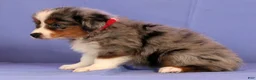 Miniature Australian Shepherd dogs for sale: Joey - Ad 5