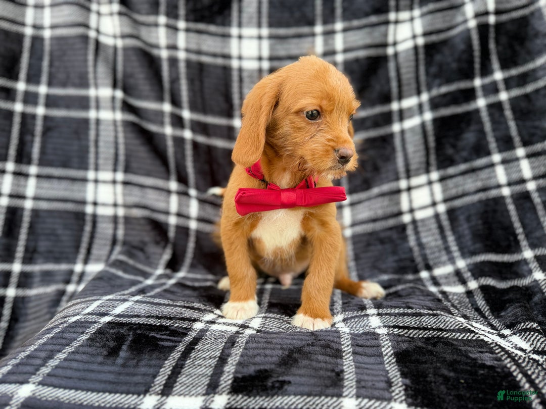 Beagle dogs for sale: Moose - Ad 4